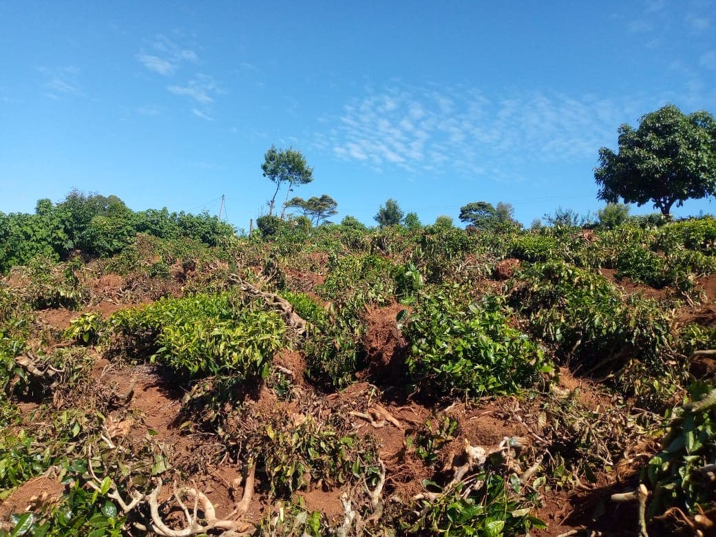 Tea plantation with rich red soil