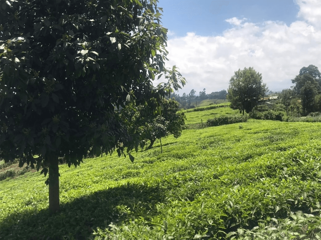 Beautiful tea plantation land before development